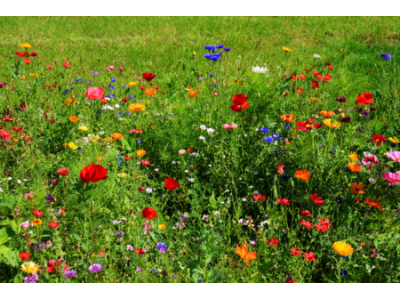 Boîtes en papier ensemencé : quand nos packagings deviennent des fleurs pour les pollinisateurs